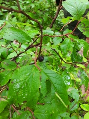 Vaccinium membranaceum