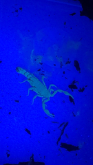 Centruroides sculpturatus