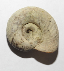 Planorbarius corneus