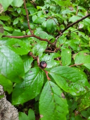 Vaccinium membranaceum