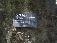 Quercus myrsinifolia