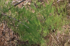 Asparagus transvaalensis
