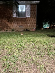 Sylvilagus floridanus