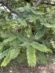 Vachellia campechiana