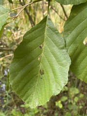 Alnus serrulata