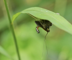 Filodes fulvidorsalis