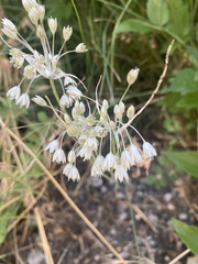 Allium tenuiflorum