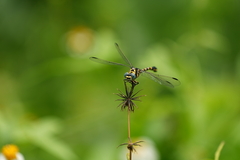 Paragomphus capricornis