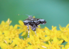 Choreutis diana