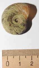 Planorbarius corneus