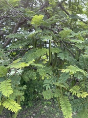 Vachellia campechiana