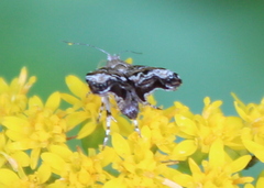 Choreutis diana