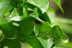 Filodes fulvidorsalis