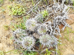 Copiapoa coquimbana