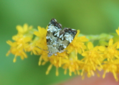 Choreutis diana