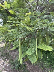 Vachellia campechiana