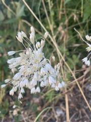 Allium tenuiflorum