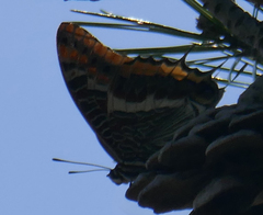 Charaxes jasius