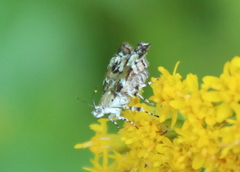 Choreutis diana