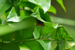 Filodes fulvidorsalis