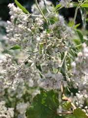 Eupatorium serotinum