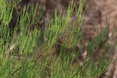 Asparagus transvaalensis