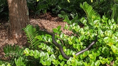 Coluber constrictor priapus