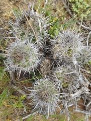 Copiapoa coquimbana