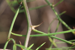 Asparagus transvaalensis