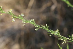 Asparagus cooperi