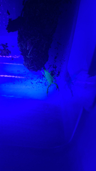 Centruroides sculpturatus