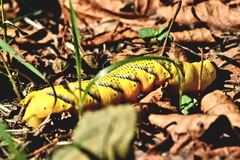 Acherontia atropos