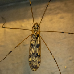 Metalimnobia cinctipes