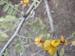 Geoffroea decorticans