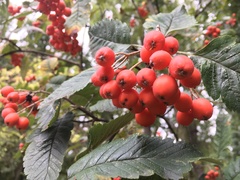 Scandosorbus intermedia