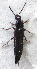 Staphylinidae