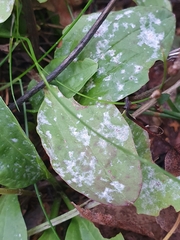 Golovinomyces sordidus