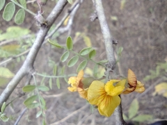 Geoffroea decorticans