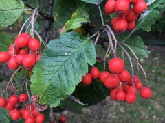 Scandosorbus intermedia