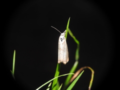 Chrysoteuchia culmella