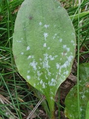 Golovinomyces sordidus