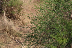 Asparagus cooperi