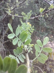 Geoffroea decorticans