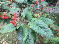 Scandosorbus intermedia