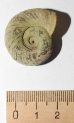 Planorbarius corneus