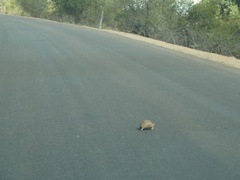 Stigmochelys pardalis