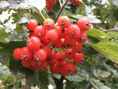 Scandosorbus intermedia
