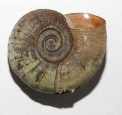 Planorbarius corneus