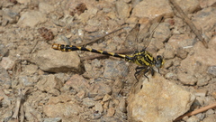 Onychogomphus uncatus