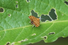 Choreutis